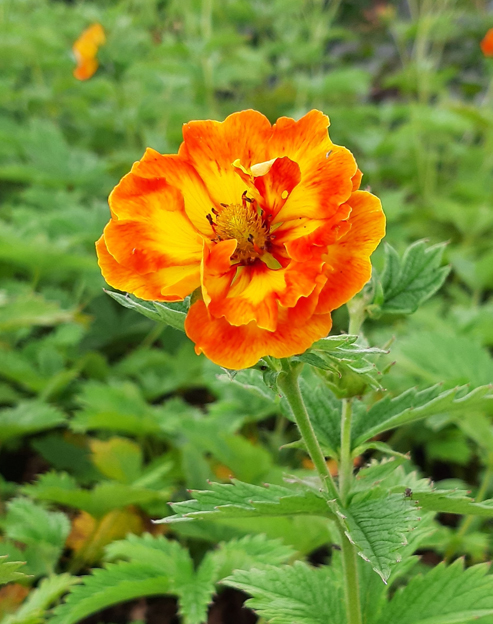 Potentilla cultorum `William Rollisson`